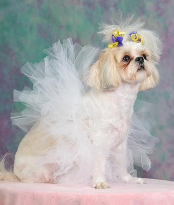 cane con tutu di tulle