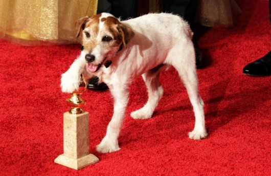 Il cane Uggie dal film The Artist ai Golden Globe 2012 - Foto Getty